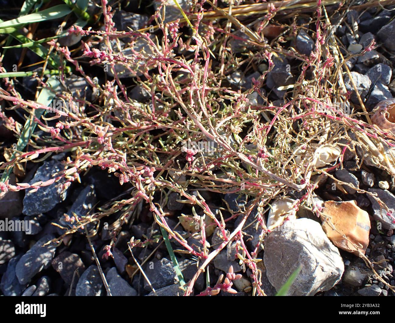 Alghe erbacee (Suaeda maritima) Plantae Foto Stock