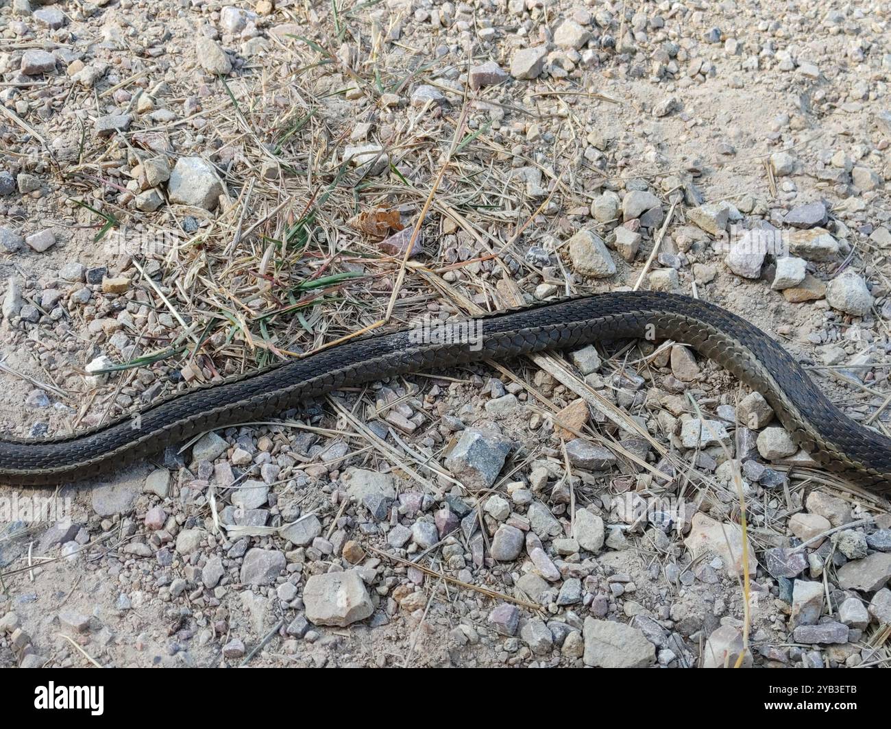 Vagabondante serpente giarrettiera (Thamnophis elegans vagrans) Reptilia Foto Stock