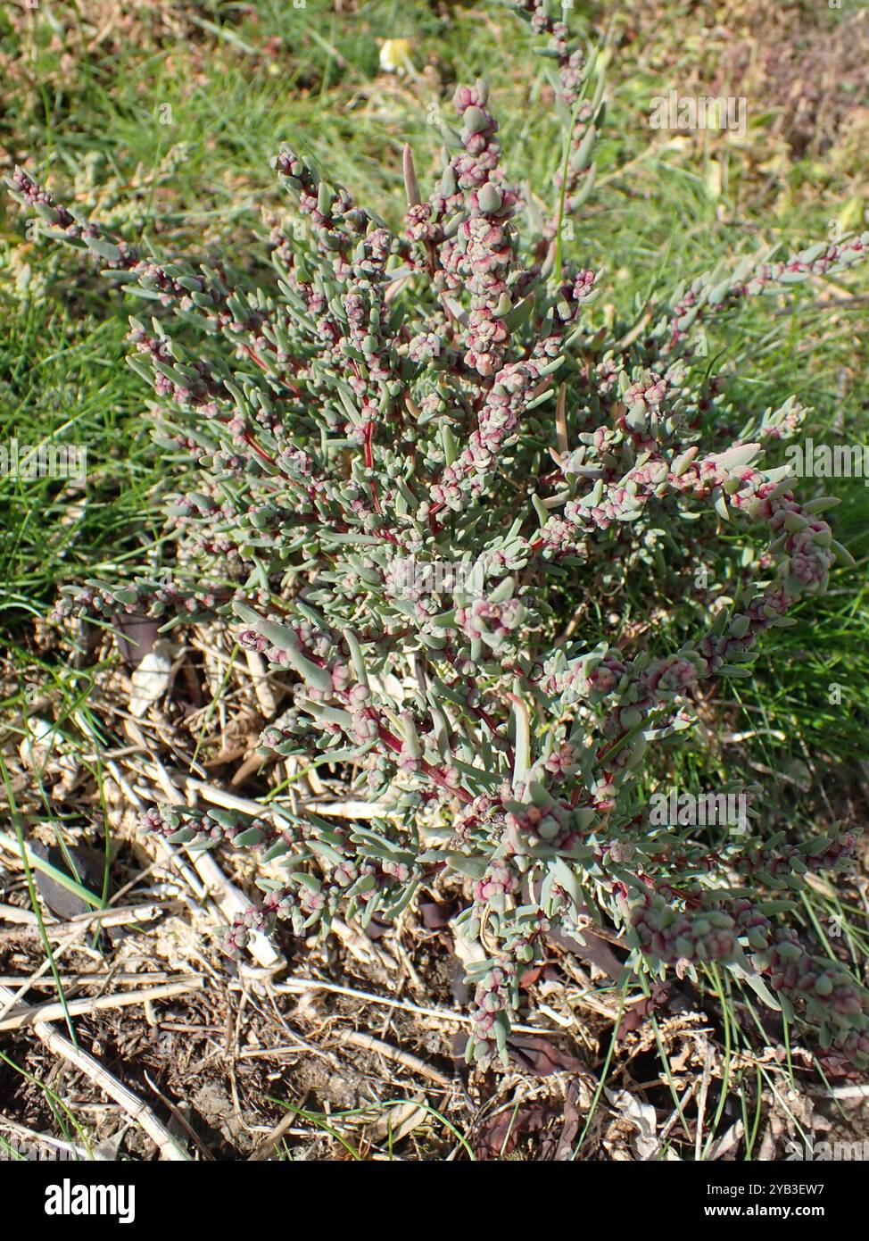 Alghe erbacee (Suaeda maritima) Plantae Foto Stock