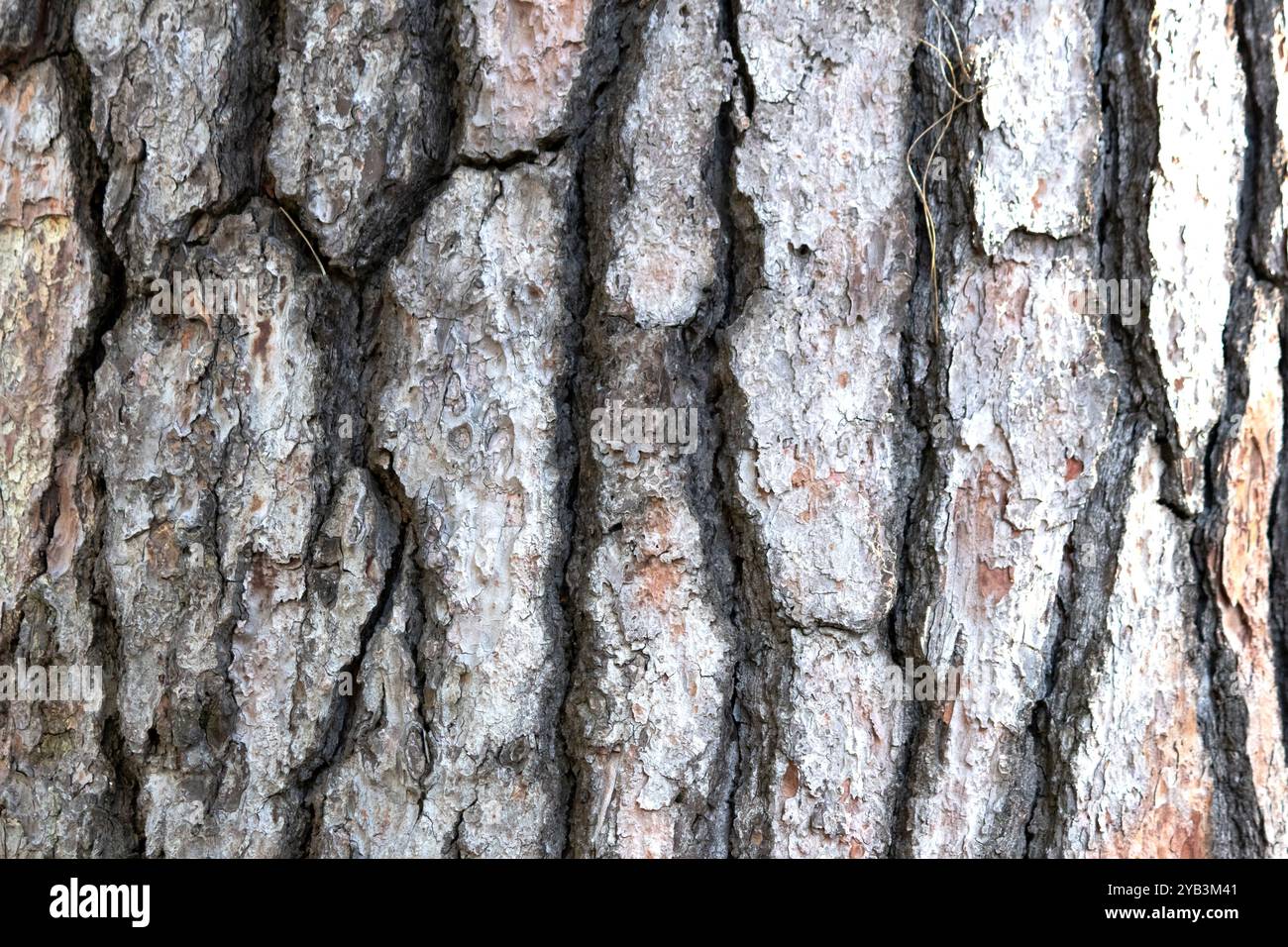 Concetto di struttura della corteccia d'albero. Schema tronco albero. Foto orizzontale. Niente persone, nessuno. Sfondo. Foto Stock