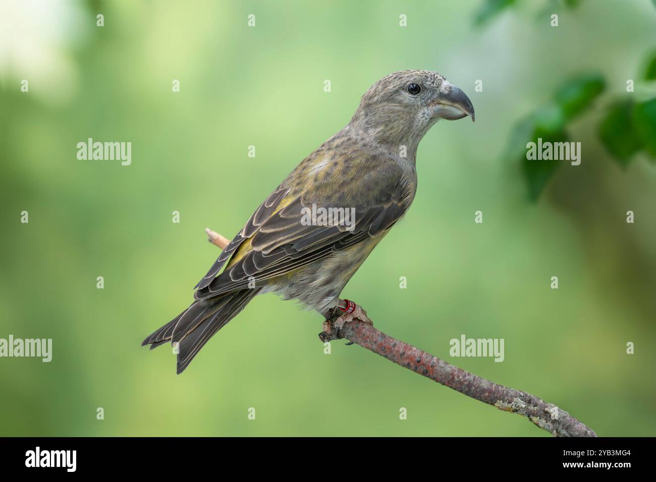 Croce pappagallo Loxia pytyopsittacus Foto Stock