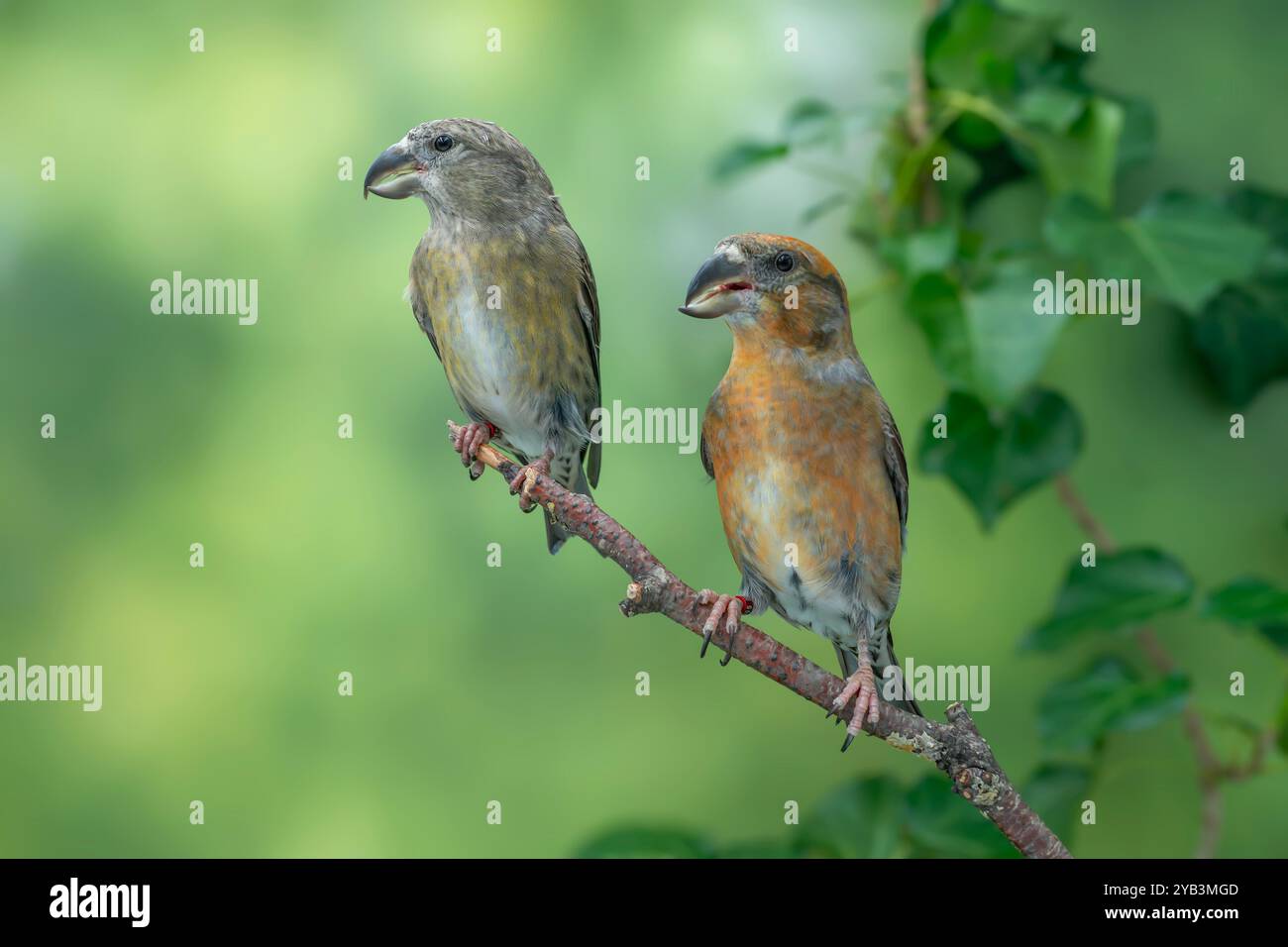 Croce pappagallo Loxia pytyopsittacus Foto Stock