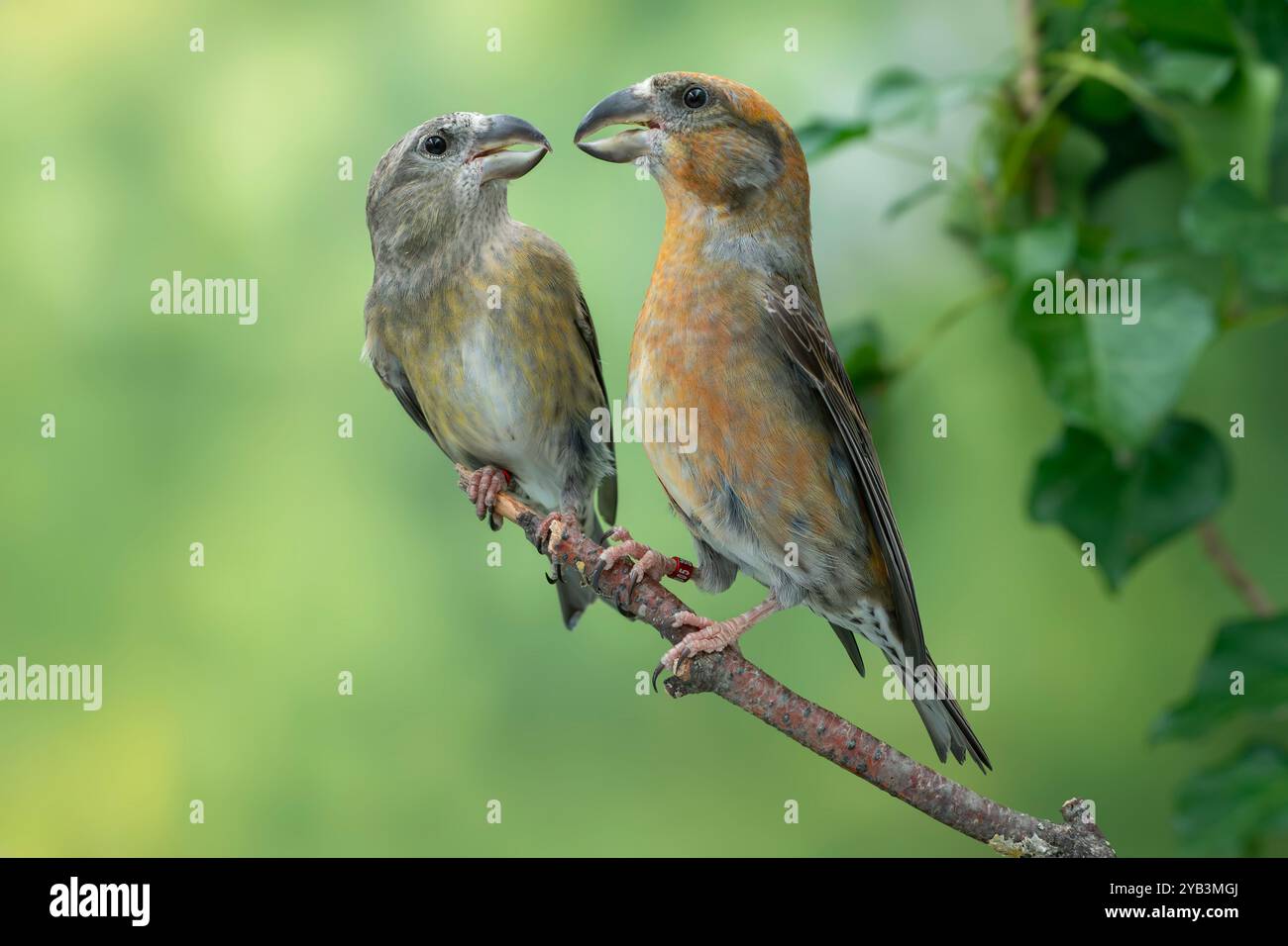 Croce pappagallo Loxia pytyopsittacus Foto Stock