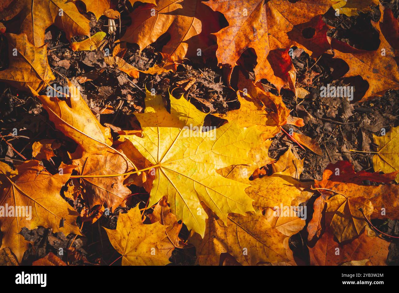 Le foglie di acero d'autunno gialle giacciono su terra nera nei raggi del sole tramontante. Foto Stock