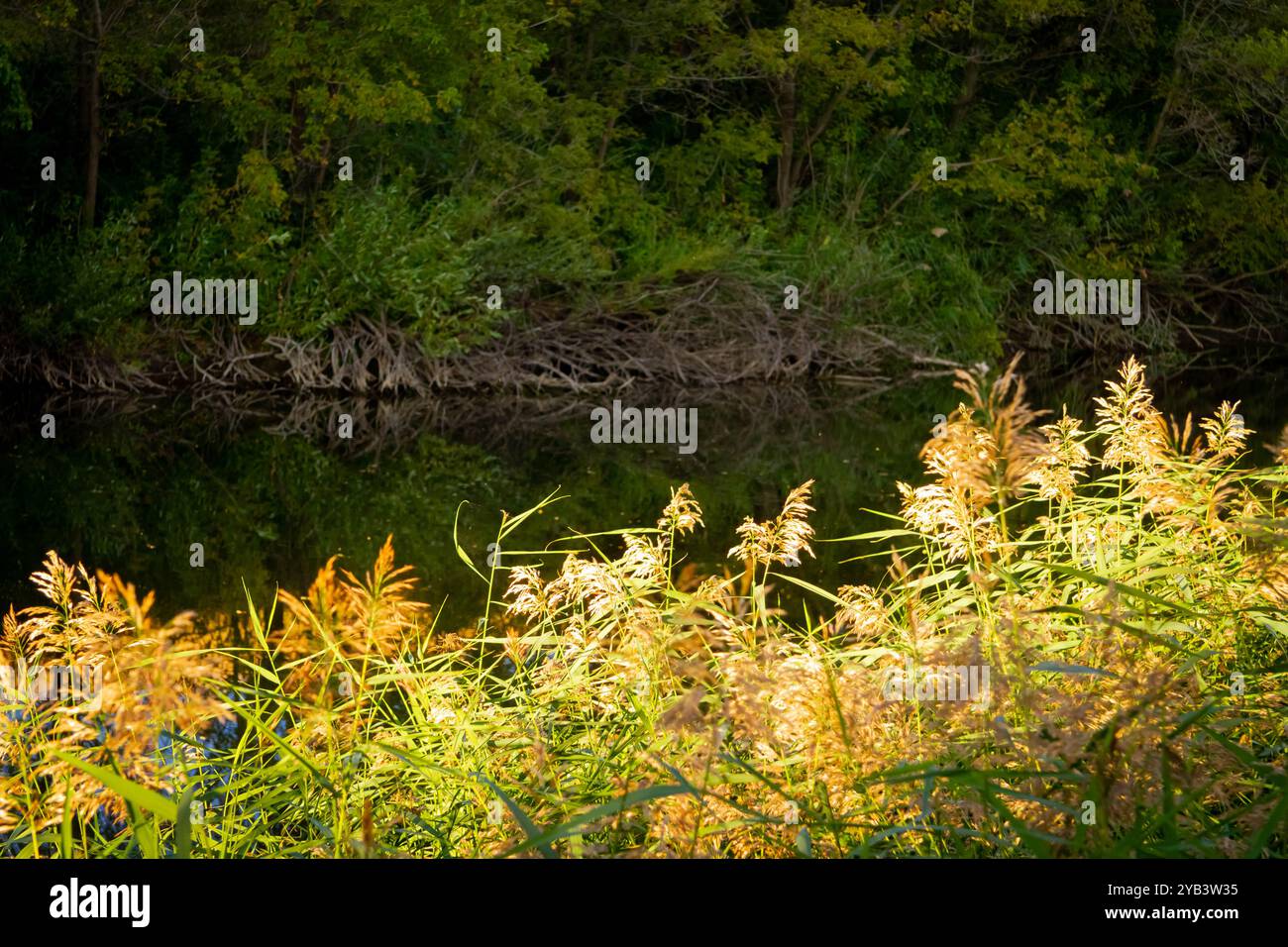 Bellissimo tramonto sul fiume. Riflesso solare sulla superficie dell'acqua del fiume. Campo illuminato dal sole tramontato. Foto Stock