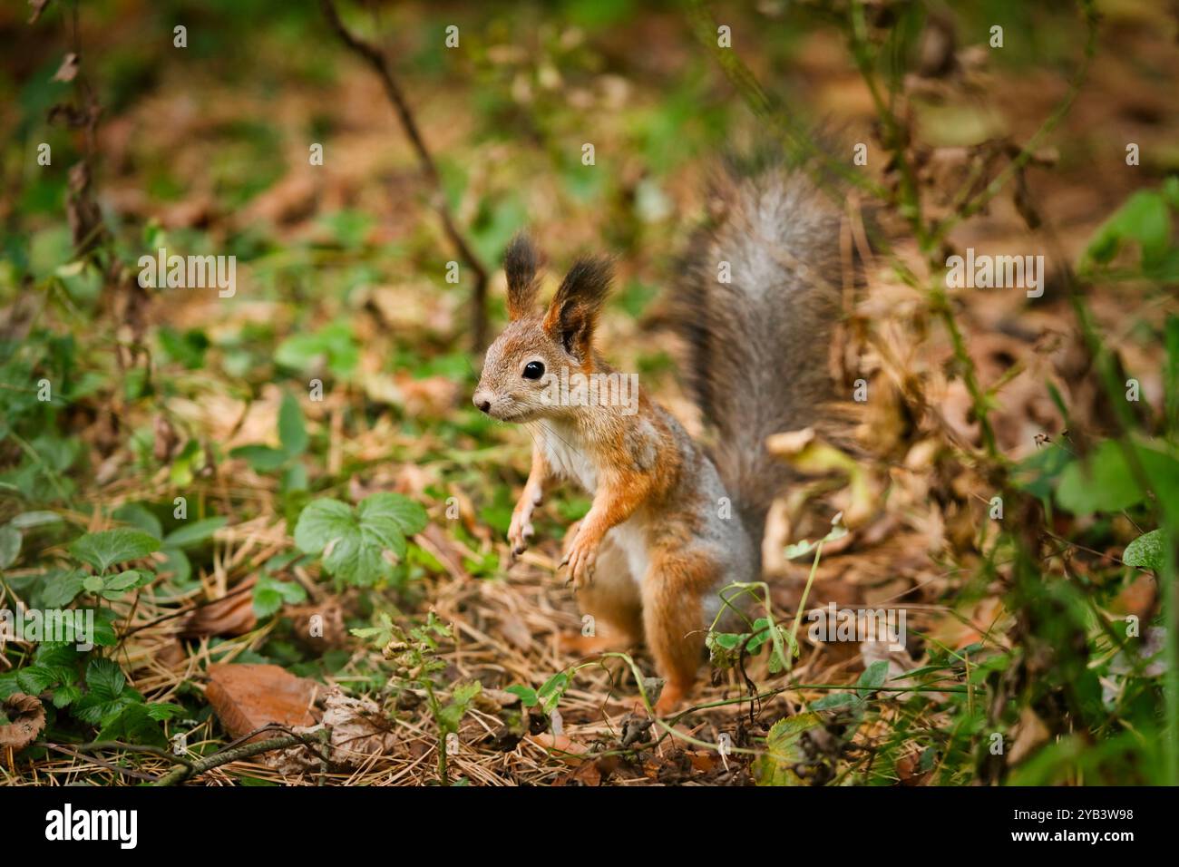 Un ritratto di scoiattolo nella foresta autunnale. Lo scoiattolo è circondato da colorate foglie autunnali. Messa a fuoco selettiva Foto Stock