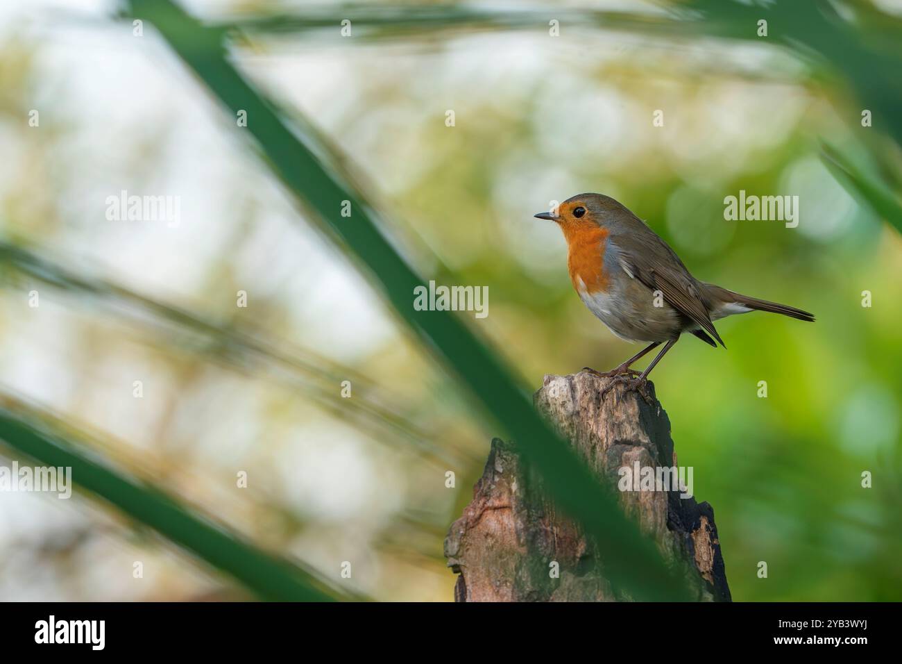 Unione robin, Erithacus rubecula Foto Stock