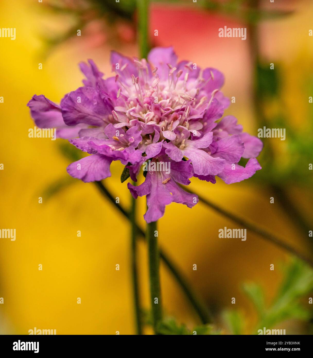 Primo piano naturale pianta in fiore ritratto di Scabiosa Caucasica "Perfecta Blue" (serie Perfecta). distinto, libertà, simbolismo, rappresentazione, Foto Stock