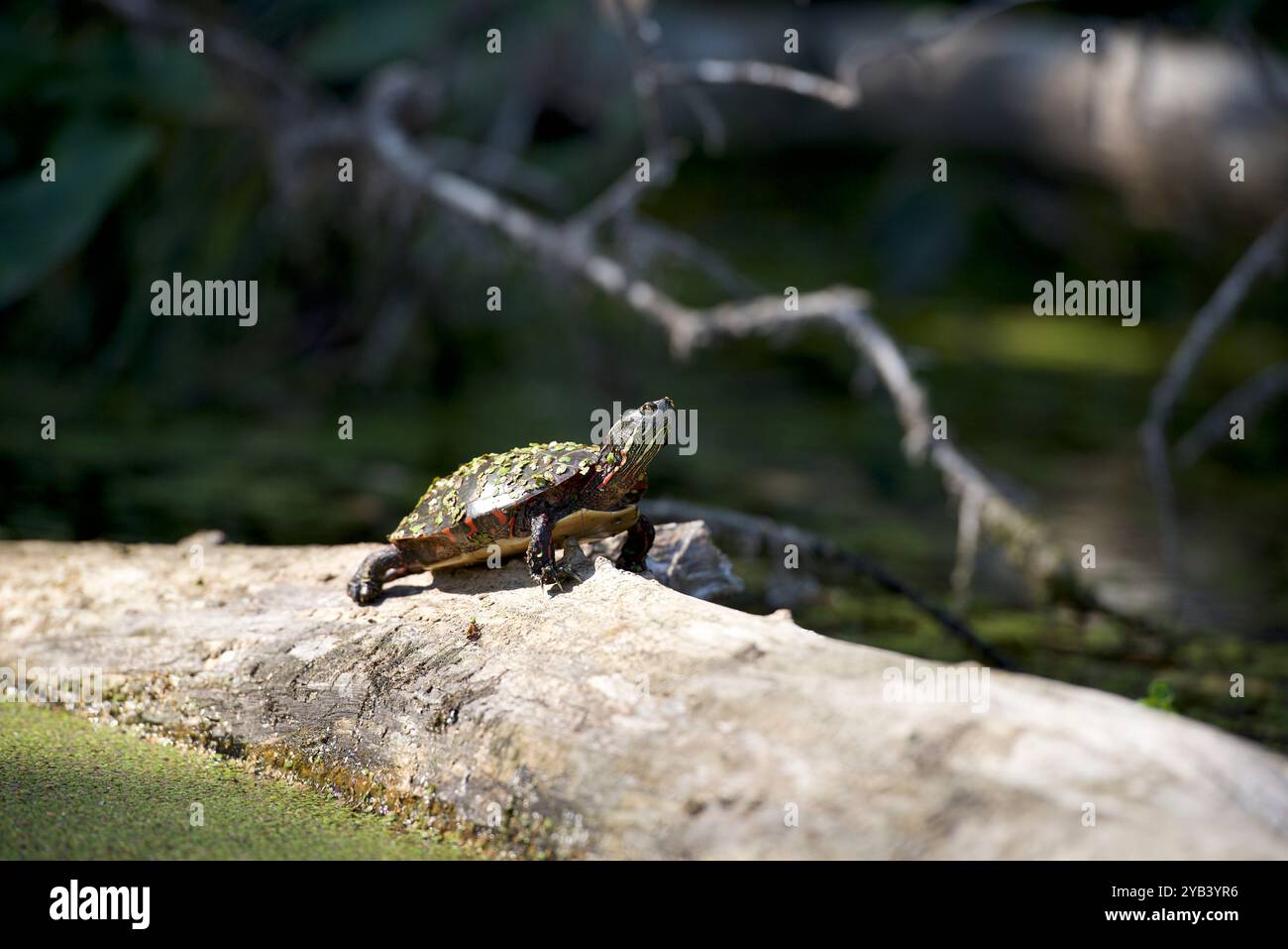 Una tartaruga dipinta di midland (nome latino: Chrysemys picta ssp. Marginata) si crogiola su un tronco nel fiume Jock vicino a Ottawa, Ontario, Canada. Foto Stock
