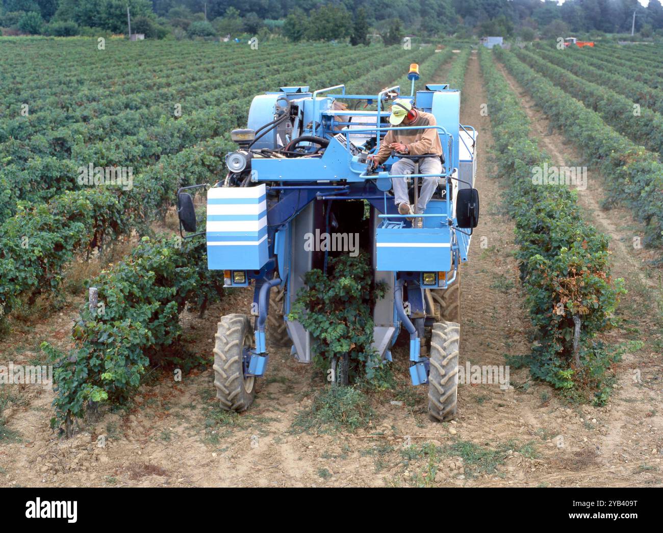 MAUBEC, FRANCIA - 12 GIUGNO 2018: Vendemmia di uve per abbinamento di viti nella regione francese del Luberon Foto Stock