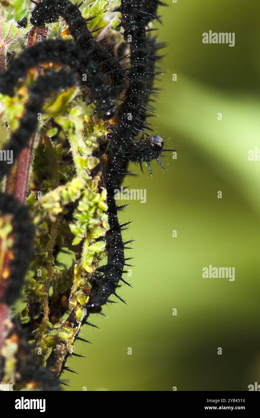 Macro (primo piano) di caterpillari a farfalla di pavone, foraggiamento su ortica pungente Foto Stock
