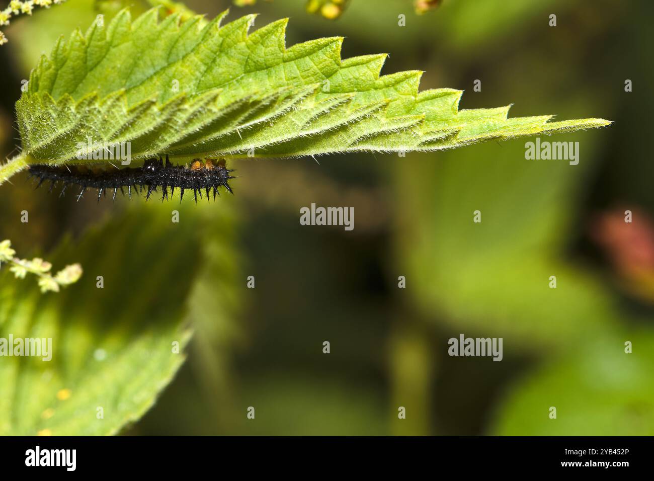 Macro (primo piano) di caterpillari a farfalla di pavone, foraggiamento su ortica pungente Foto Stock
