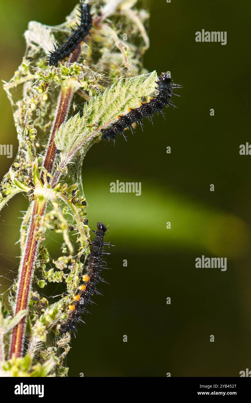 Macro (primo piano) di caterpillari a farfalla di pavone, foraggiamento su ortica pungente Foto Stock