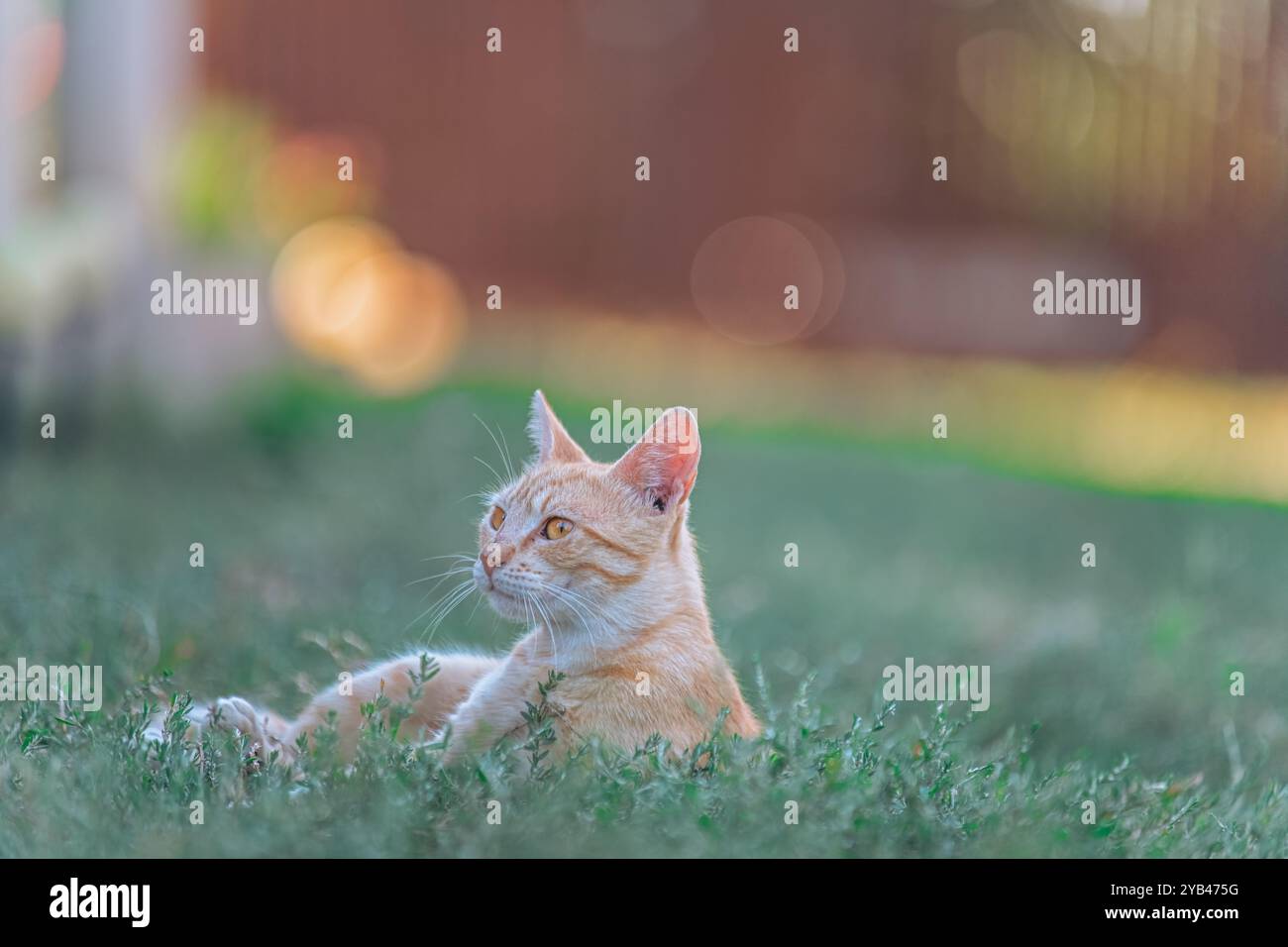 Un gatto tabby arancione giace pacificamente sull'erba, guardando verso l'alto con un'espressione calma e serena. L'illuminazione calda e naturale e il morbido effetto bokeh i. Foto Stock