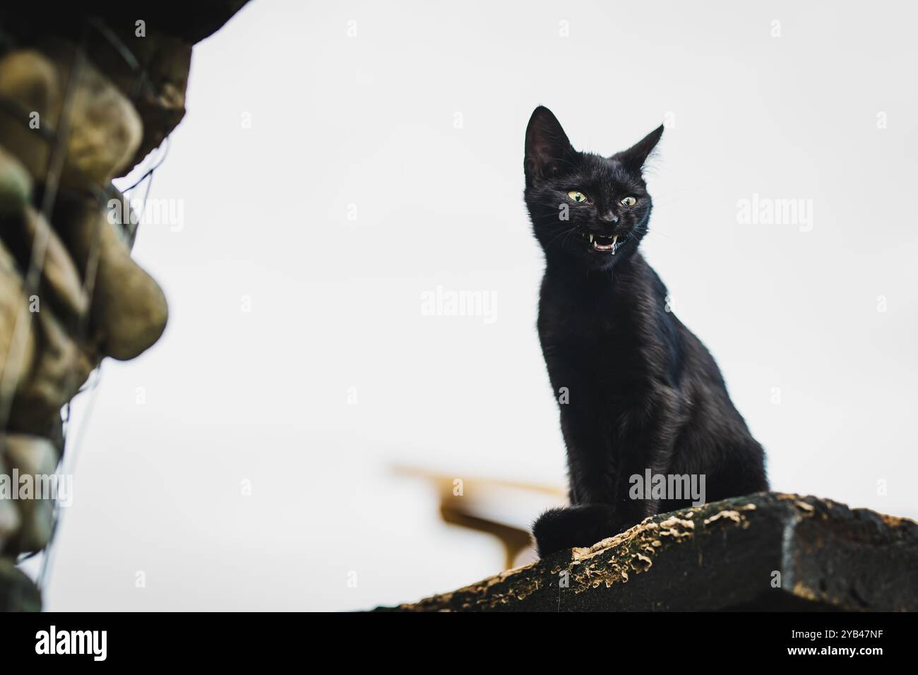 Un gatto nero su sfondo White Sky che sembra avere un sorriso malvagio e cadere dopo aver sbadigliato. Foto Stock