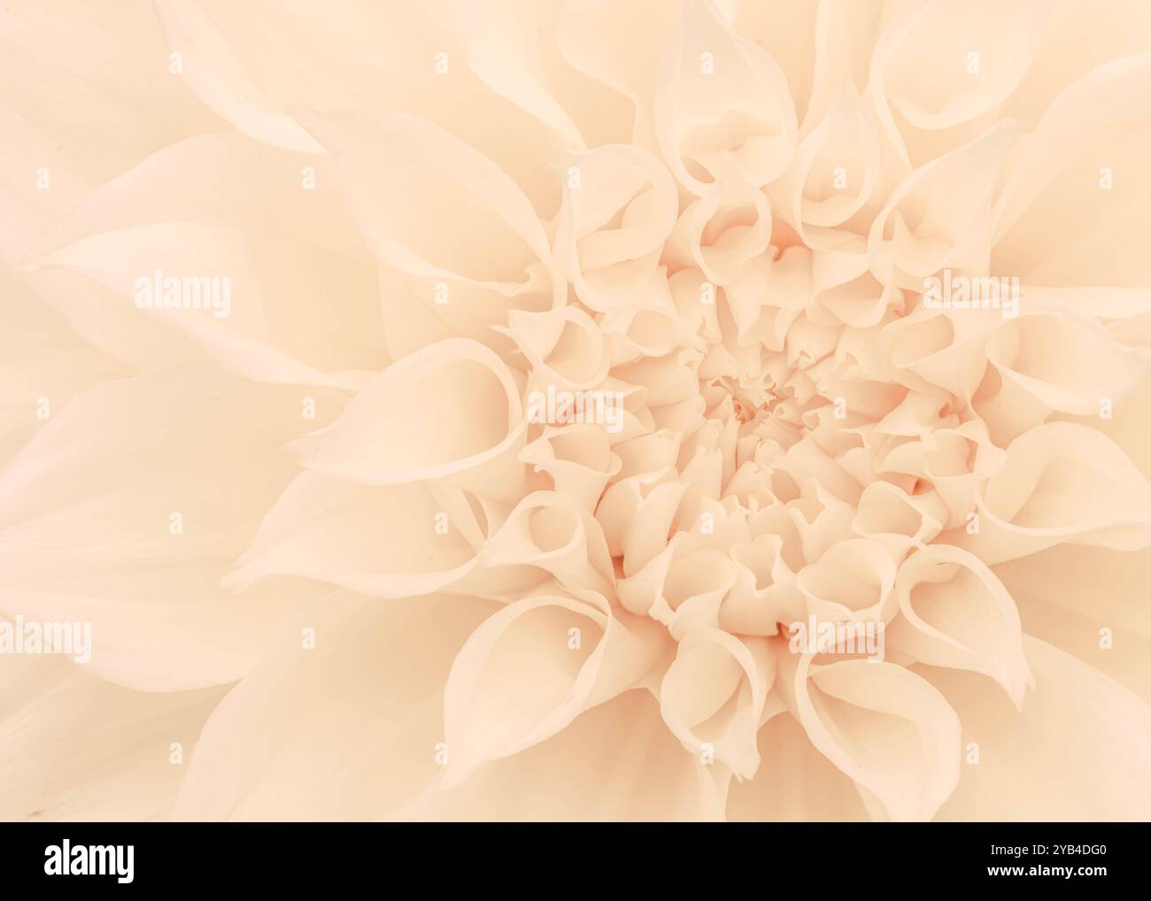delicata dahlia in avorio con petali morbidi e ricci crea uno sfondo tranquillo. Le sue tonalità delicate e la texture bilanciata lo rendono perfetto come un elegante e sereno Foto Stock