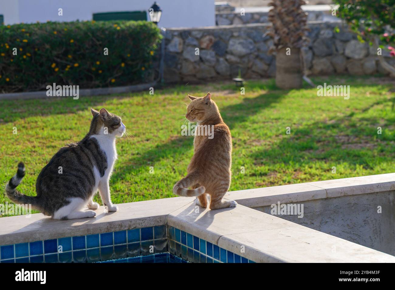 Due deliziosi gatti, uno a righe e uno arancione, si siedono accanto a una scintillante piscina, immergendosi nel sole dorato in una lussureggiante area giardino piena di vibrante gre Foto Stock