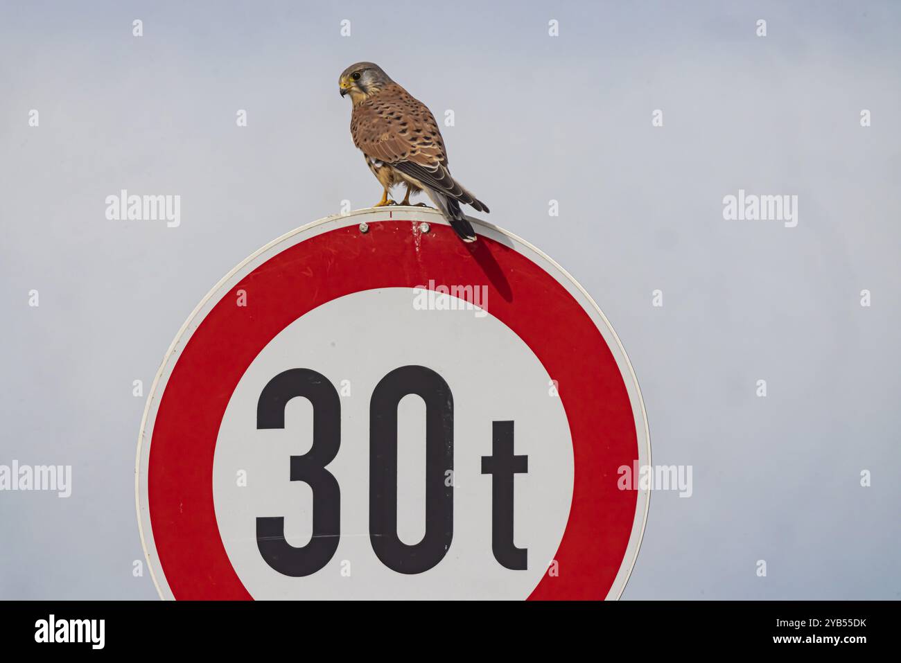 Kestrel (Falco tinnunculus) seduto su un cartello stradale. StVO, VZ 262-30, divieto per veicoli di oltre 30 tonnellate. Weilheim an der Teck, Baden-Wuerttemb Foto Stock