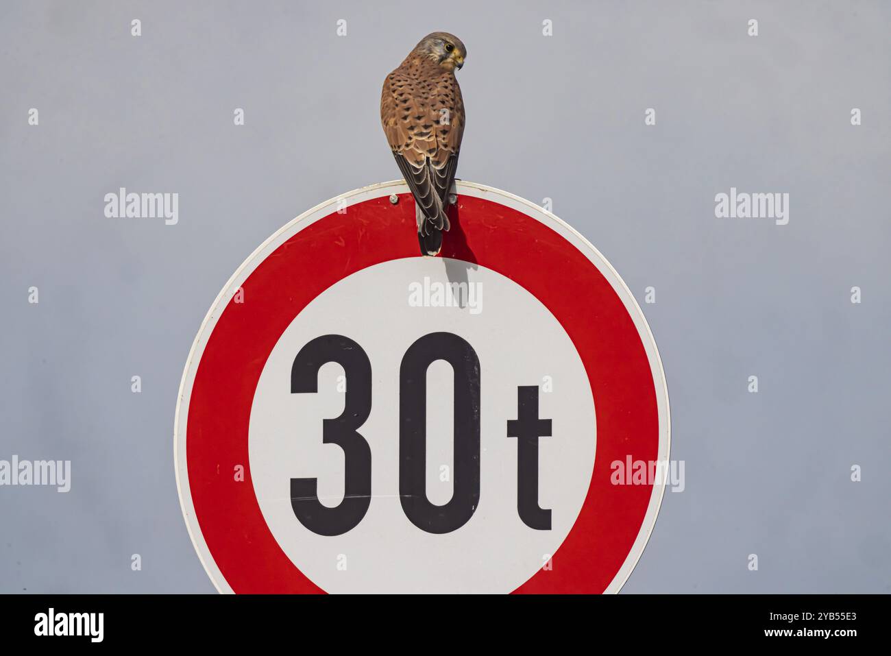 Kestrel (Falco tinnunculus) seduto su un cartello stradale. StVO, VZ 262-30, divieto per veicoli di oltre 30 tonnellate. Weilheim an der Teck, Baden-Wuerttemb Foto Stock