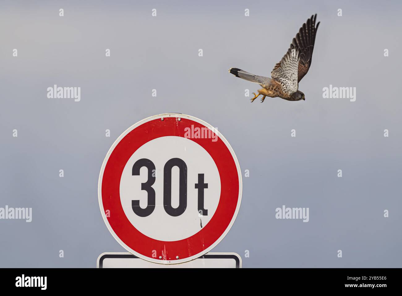 Kestrel (Falco tinnunculus) seduto su un cartello stradale. StVO, VZ 262-30, divieto per veicoli di oltre 30 tonnellate. Weilheim an der Teck, Baden-Wuerttemb Foto Stock