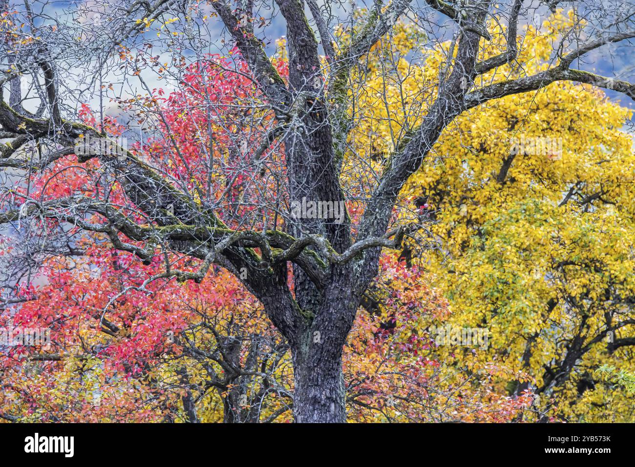 Autunno nell'Alb svevo, alberi da frutto in un frutteto prato con foglie colorate. Paesaggio nei pressi di Eningen unter Achalm, Baden-Wuerttemberg, Germania, UE Foto Stock