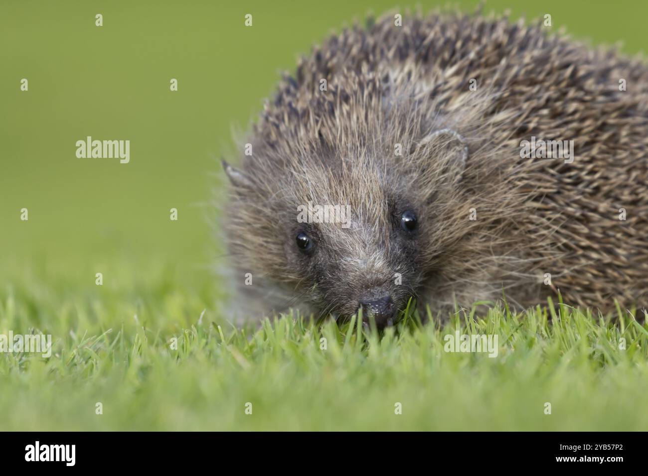 Riccio europeo (Erinaceus europaeus) animale adulto su un prato erboso del giardino urbano, Inghilterra, Regno Unito, Europa Foto Stock