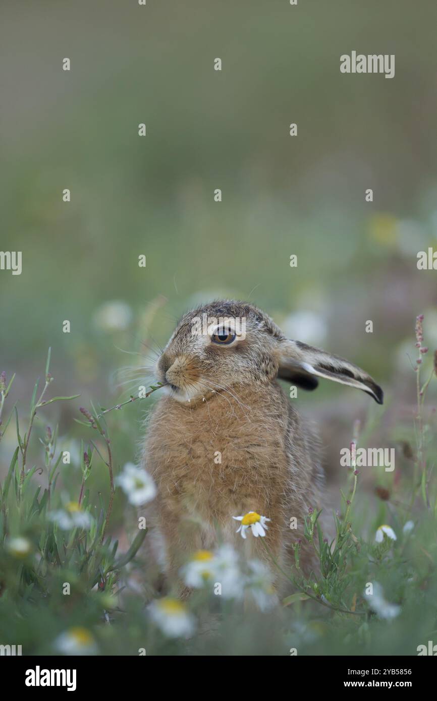 leveret giovanile lepre bruna europea (Lepus europaeus) che si nutre di uno stelo di Sorrel in un prato di fiori selvatici, Inghilterra, Regno Unito, Europa Foto Stock