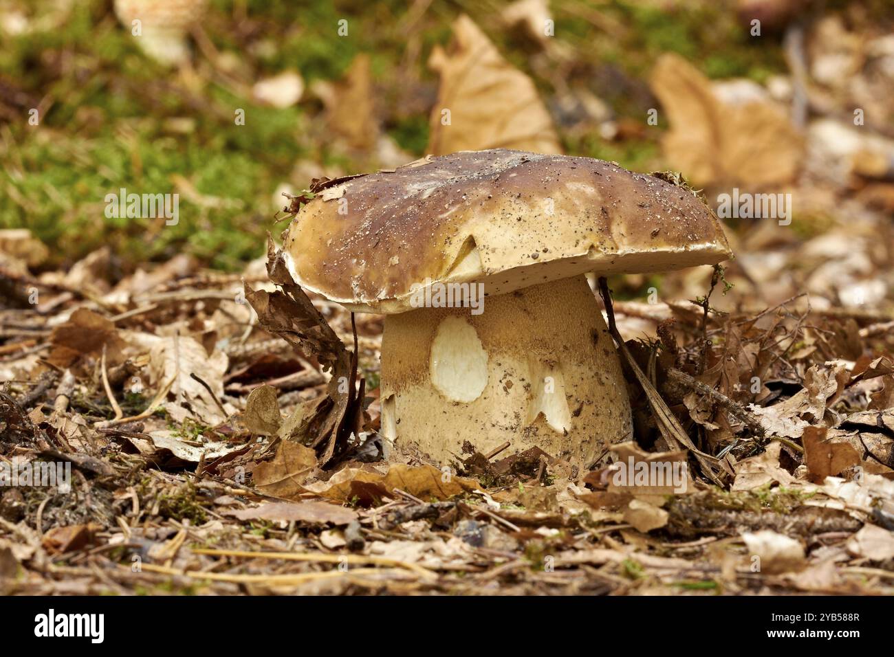 Pine boletus su terreno sabbioso lascia Pine boletus su foglie di terreno sabbioso Foto Stock