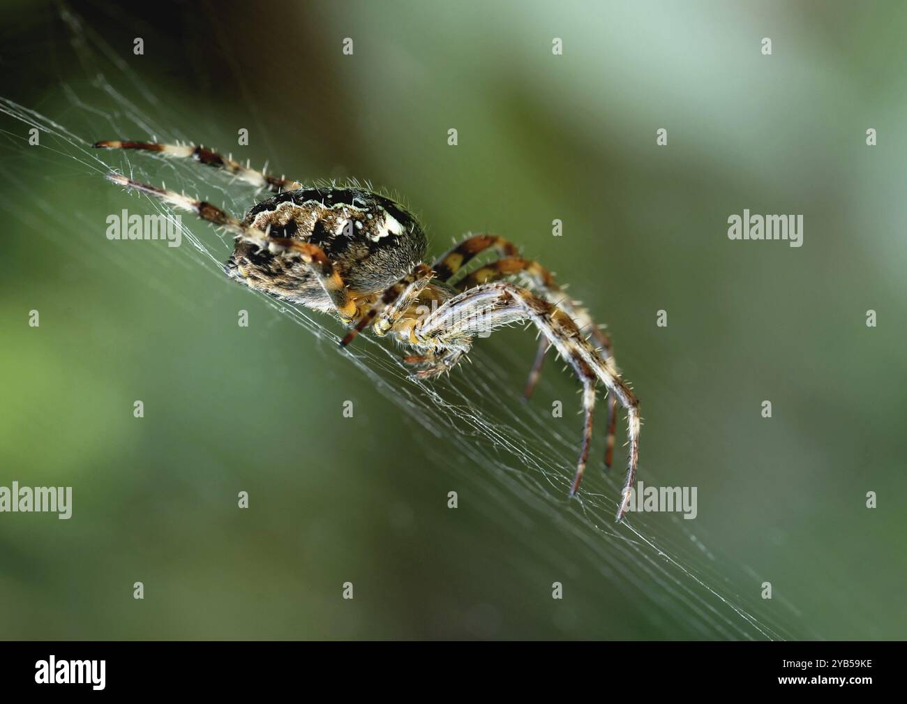 Ragno del nastro ruota nel nastro Foto Stock