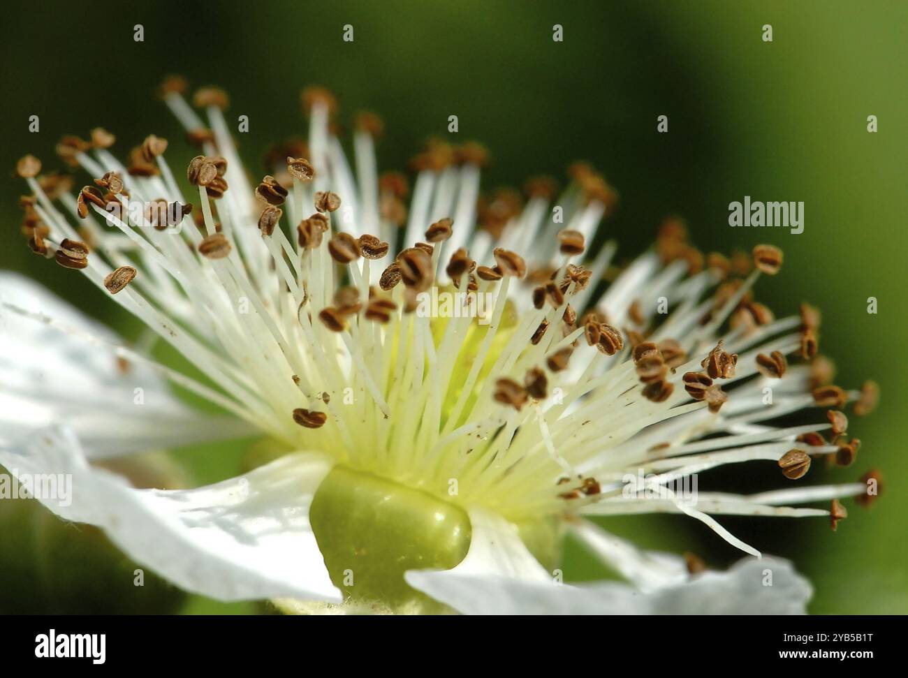 Macro di un fiore di mora bianco Foto Stock