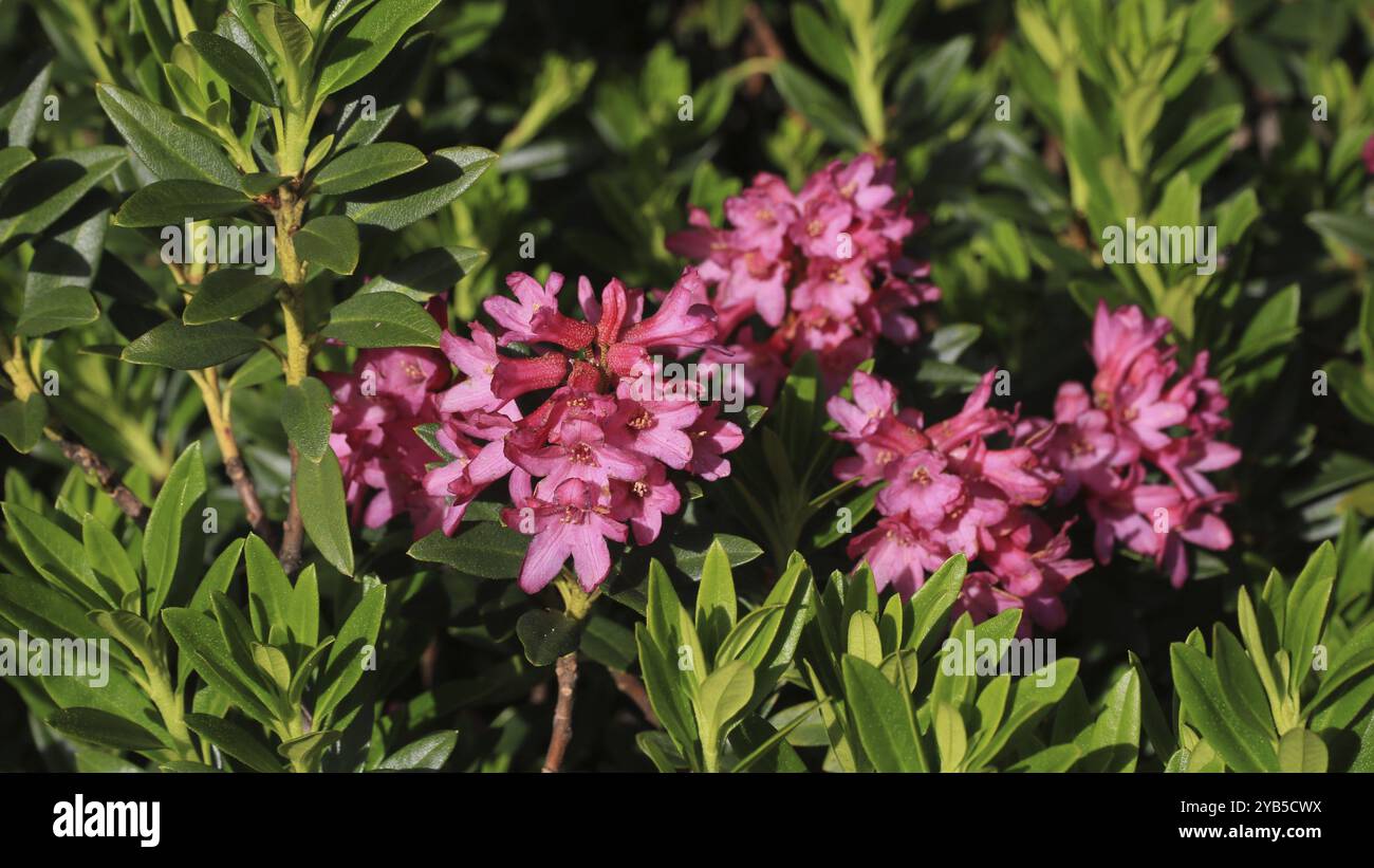 Rose alpine, fiori selvatici rosa brillante che crescono nelle Alpi svizzere Foto Stock