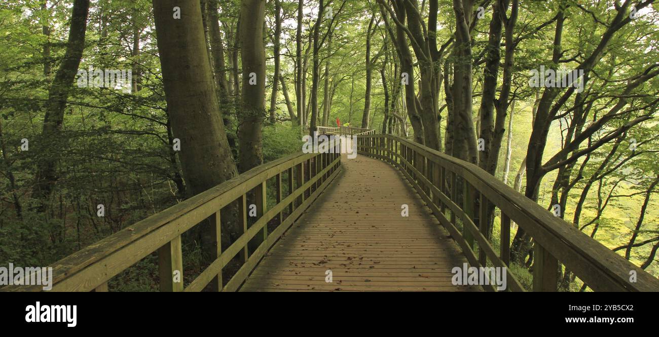 Gangplank in una foresta verde di faggi a Moens Klint, Danimarca, Europa Foto Stock