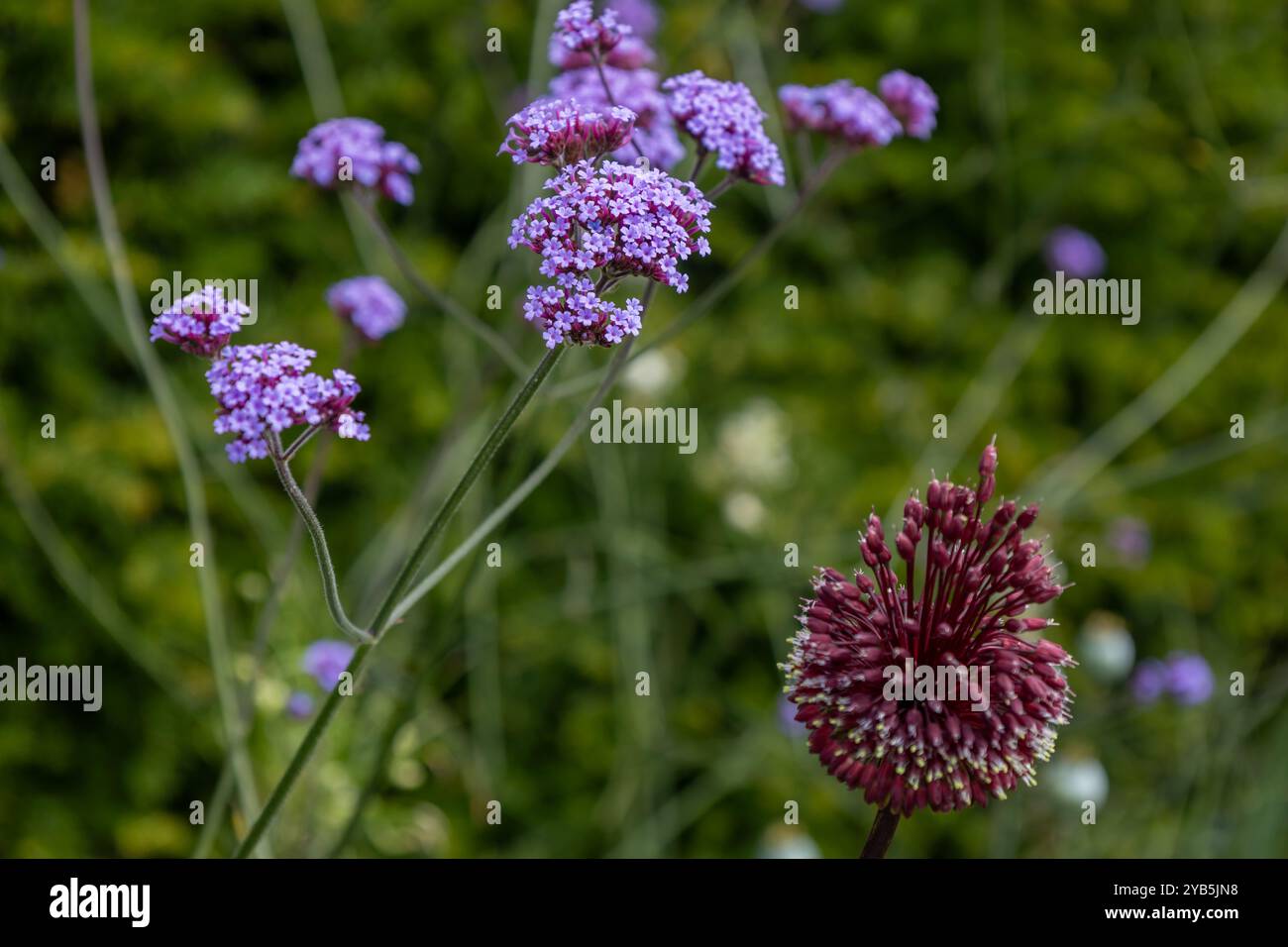 Vista del giardino con struttura astratta a tutto campo sui fiori verbena bonariensis (verbena bonariensis), con sfondo scuro sfocato Foto Stock