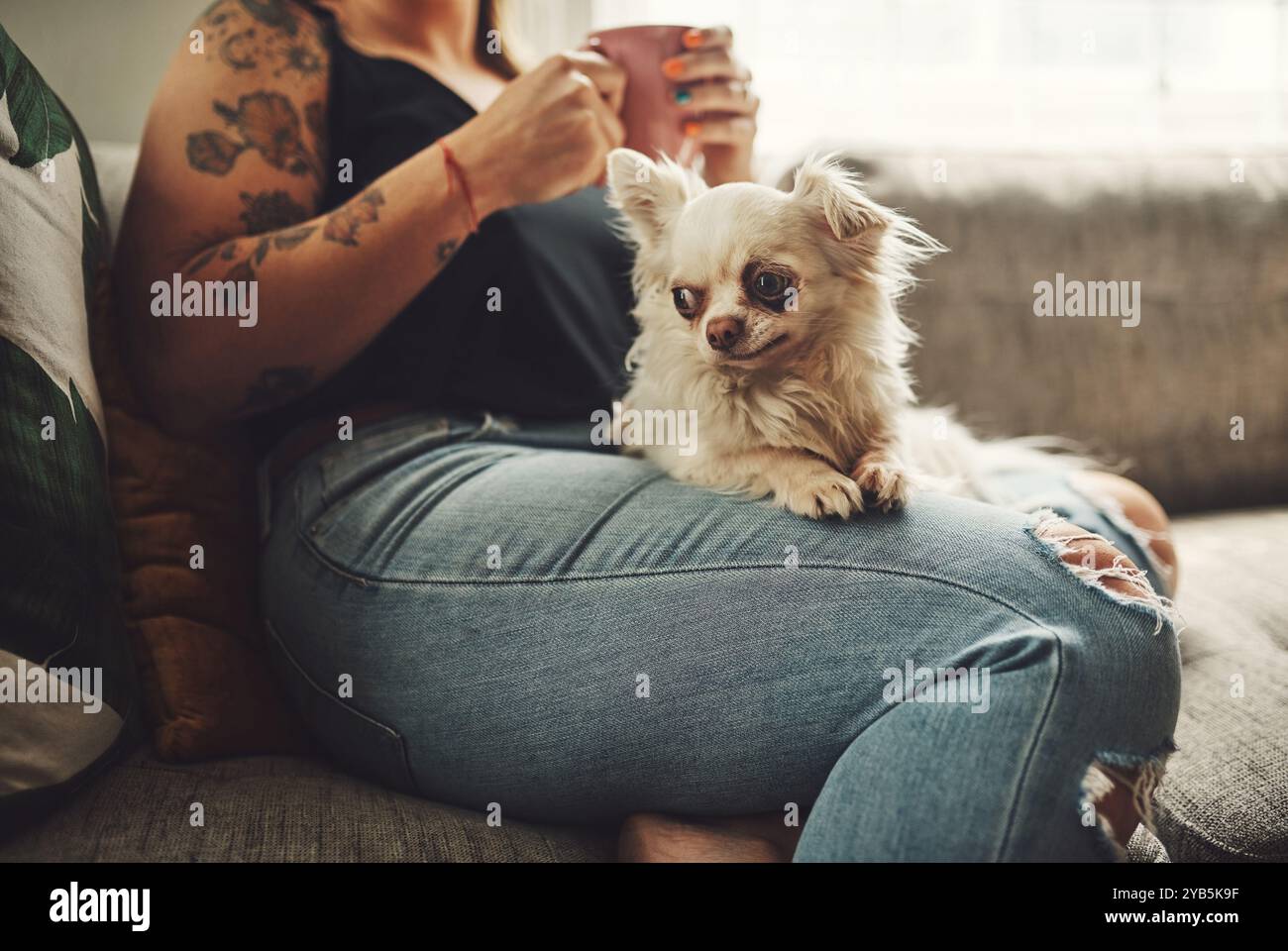 Donna, casalinga e cane da braccio nel soggiorno della mattina, con relax, calma e pausa con animali domestici e cura. Amore, caffè e tè con animale, chihuahua e persona Foto Stock