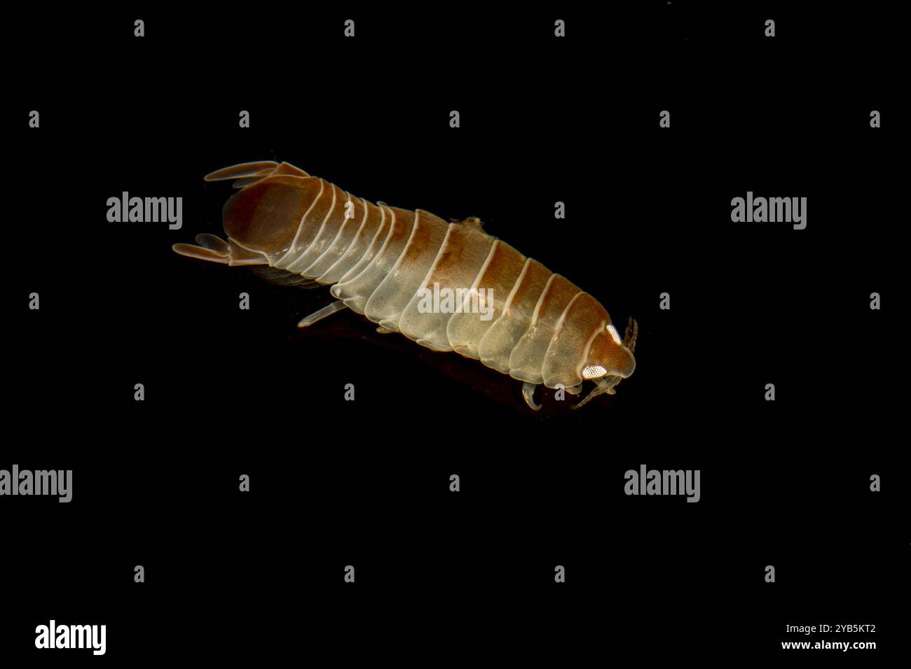 Marine Isopod Anilocra frontalis maschio Foto Stock