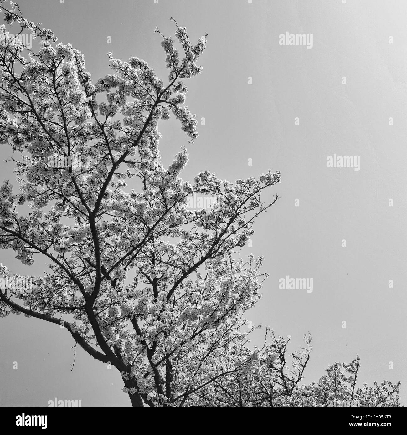 una foto di bellissimi fiori di ciliegio in bianco e nero - Immagine stock catturata con smartphone
