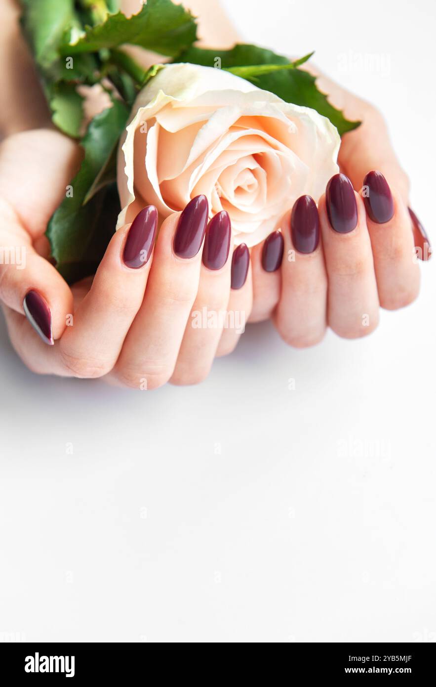 Le mani delicate con unghie scure di Bordeaux cullano delicatamente una rosa tenue, creando un bellissimo contrasto su uno sfondo chiaro, a simboleggiare l'eleganza Foto Stock