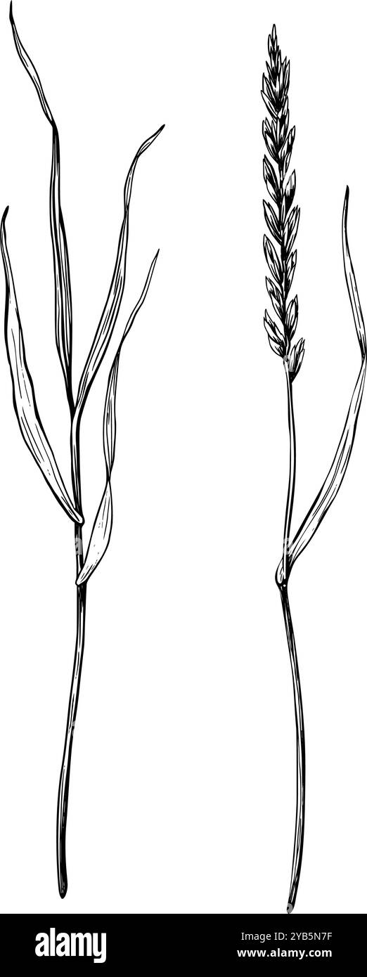 Erba prato, ryegrass set illustrazione vettoriale. Disegna in stile line art dipinto da inchiostri neri per le cartoline per banner clip art Illustrazione Vettoriale