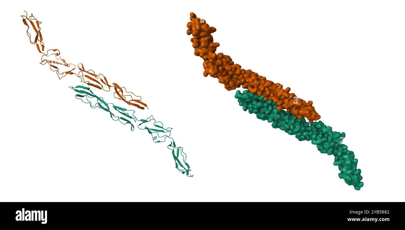 Struttura di un regolatore del complemento umano intatto CD55. Cartoon 3D e modelli di superficie gaussiana. PDB 1ok3, sfondo bianco. Foto Stock