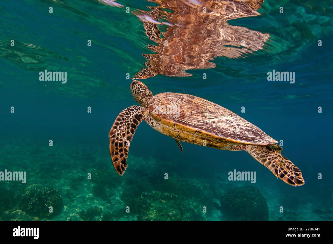 Respirazione di tartaruga verde con riflesso superficiale, acqua blu trasparente Foto Stock