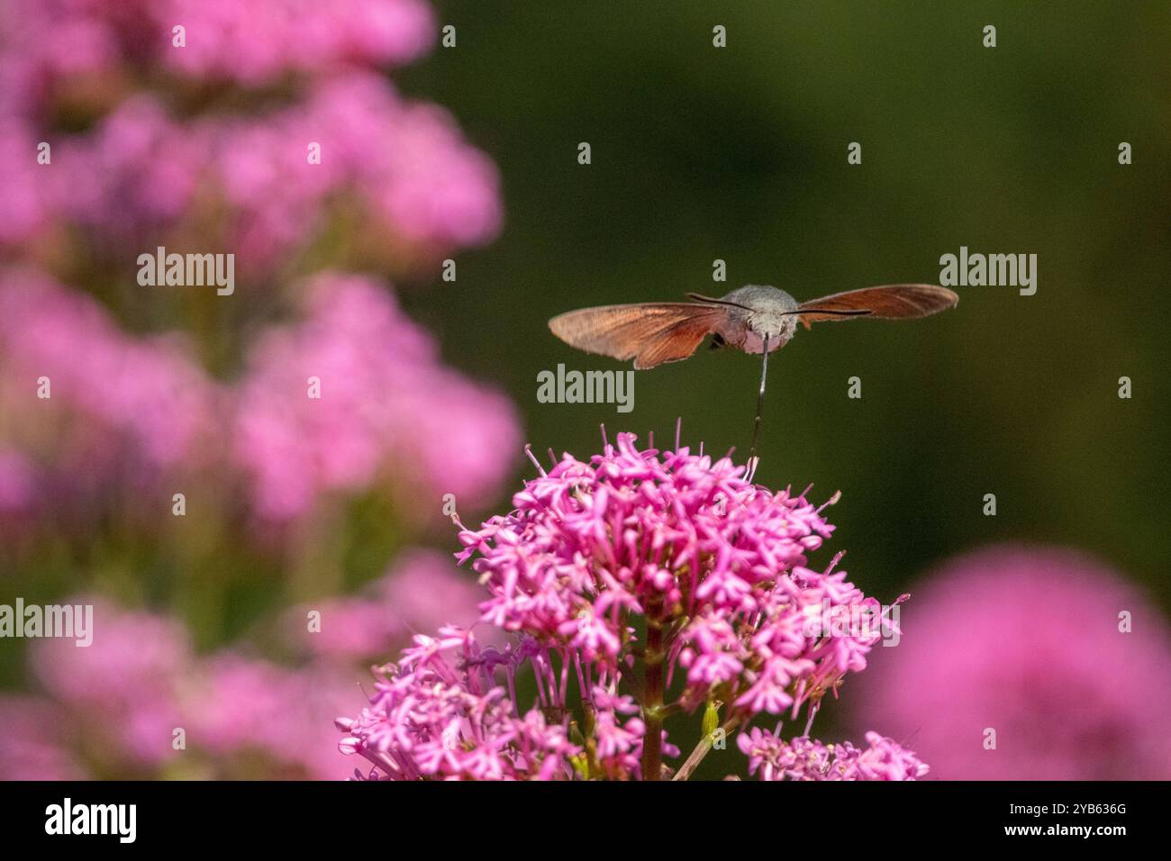 Il falco colibrì (Macroglossum stellatarum) che rimbalza Valeriana rubra (sinonimo Centranthus ruber), il valeriano rosso Foto Stock