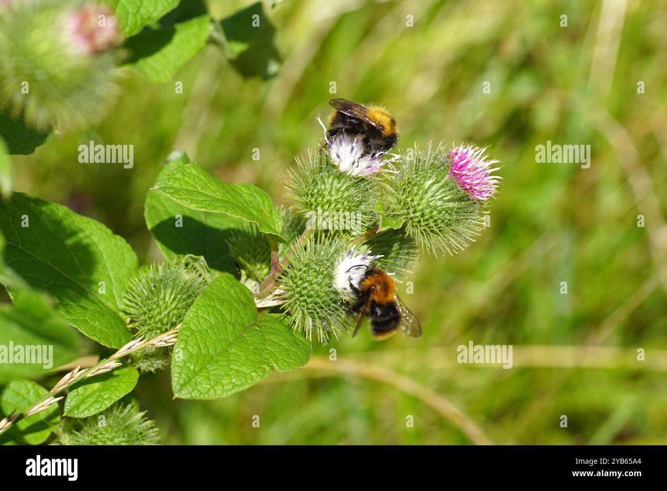 Fioritura di falda minore (Arctium minus), famiglia delle Asteraceae e api cardine comuni (Bombus pascuorum), famiglia degli Apidae. Estate, agosto, Paesi Bassi Foto Stock