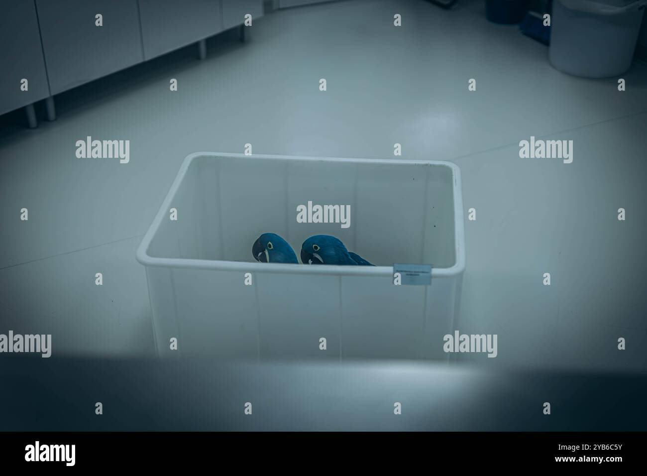 Incubatori per animali in una clinica veterinaria presso uno zoo di Tenerife, utilizzati per la cura neonatale e la conservazione della fauna selvatica. Foto di alta qualità Foto Stock
