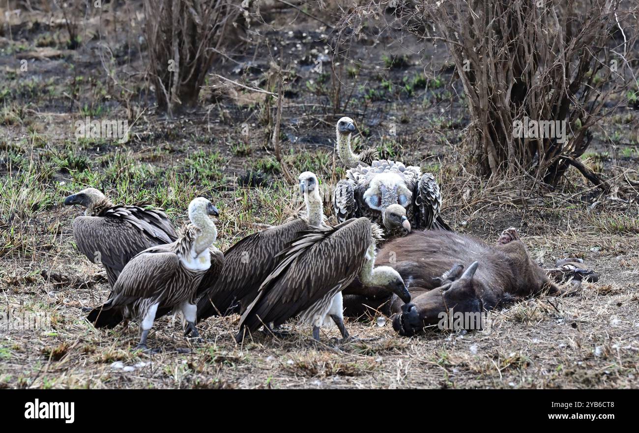 Un gregge di avvoltoi bianchi strappa la carcassa di un'antilope morta e mangia la carne. Kenya, Africa Foto Stock