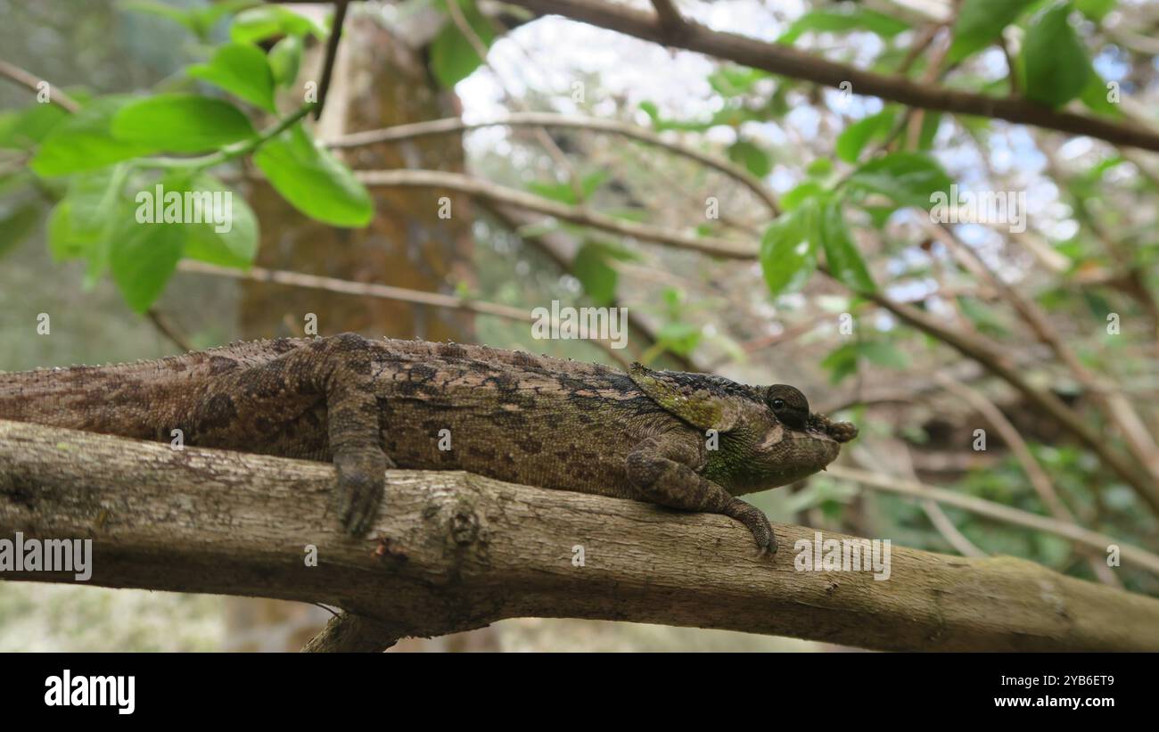 Primo piano di un camaleonte mimetizzato che riposa su un ramo d'albero nel suo habitat naturale, mostrando pelle ruvida e colorazione adattiva in natura. Foto Stock