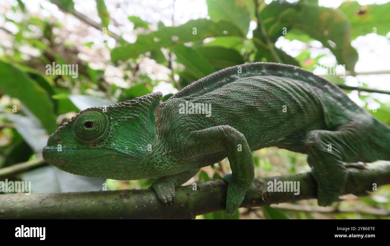 Calumma parsonii, specie endemica di camaleonte seduta su un ramo ad Andasibe, Madagascar. Cattura orizzontale durante il giorno, camaleonte verde. Foto Stock