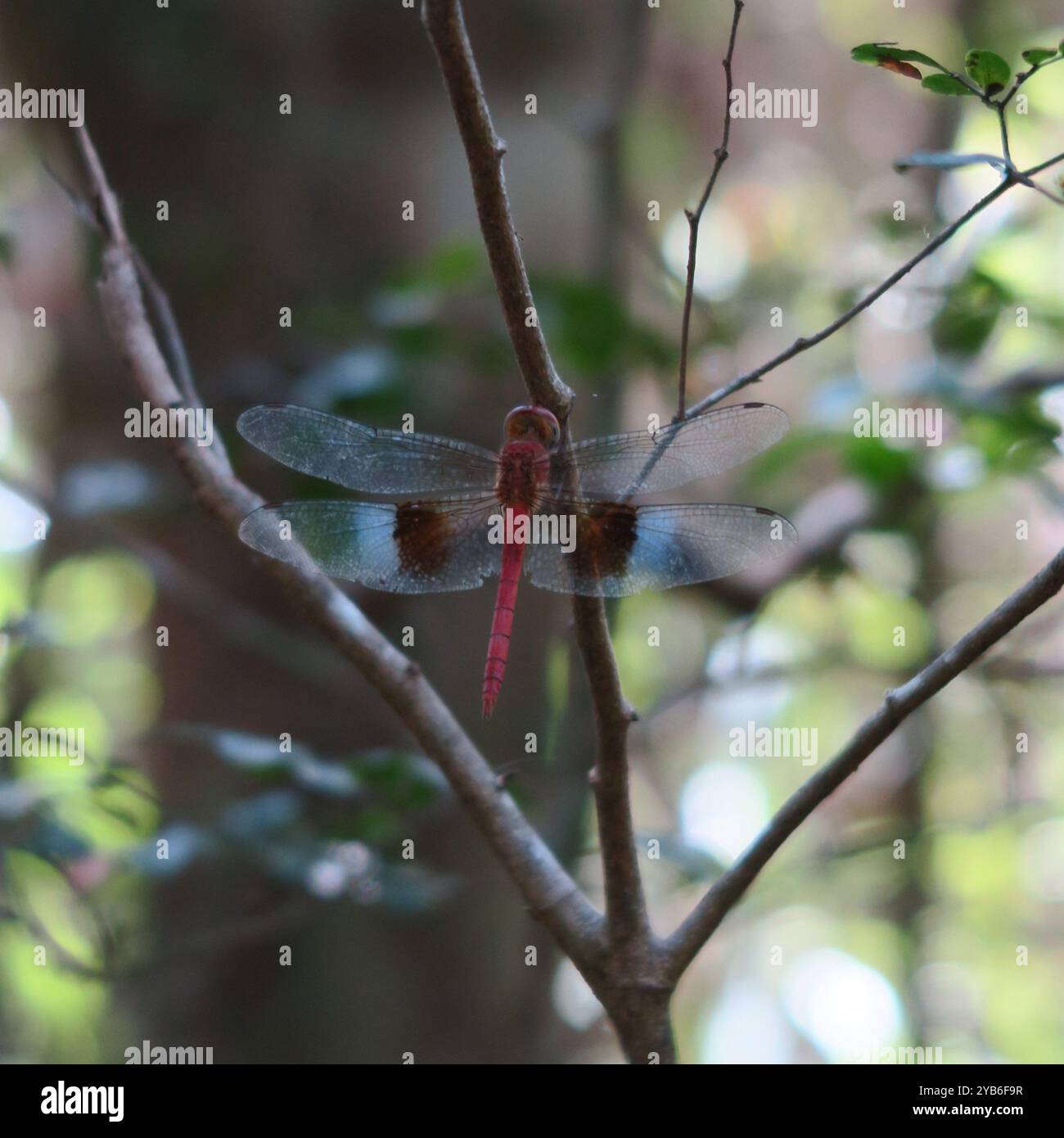 Una libellula rossa traslucida seduta su un ramo nella foresta del parco nazionale, oltre il Tsingy de Bemaraha in Madagascar Foto Stock