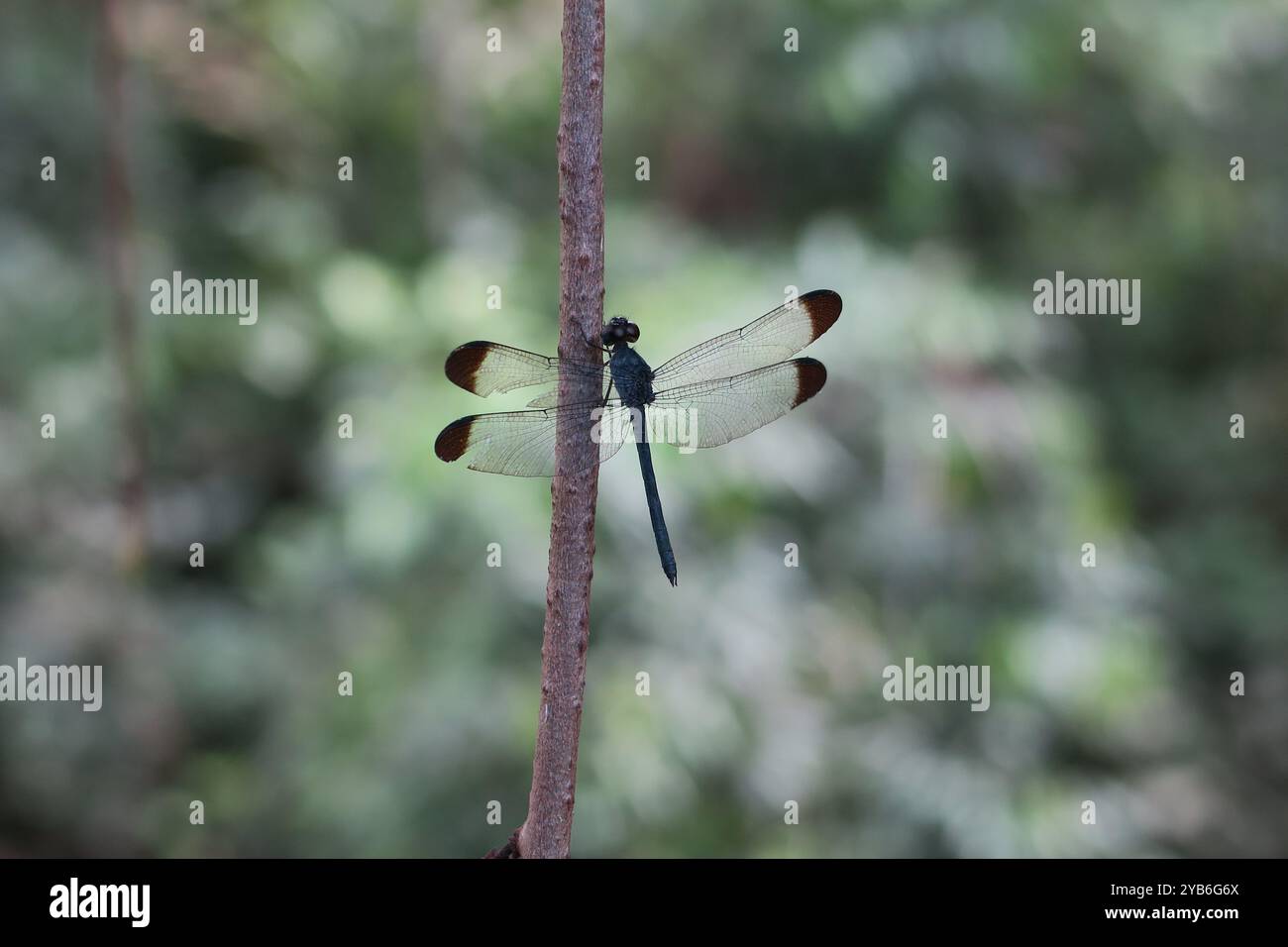 Esotica libellula che riposa su una liana nella riserva naturale di Cuyabeno, Ecuador (Amazzonia). Foto Stock