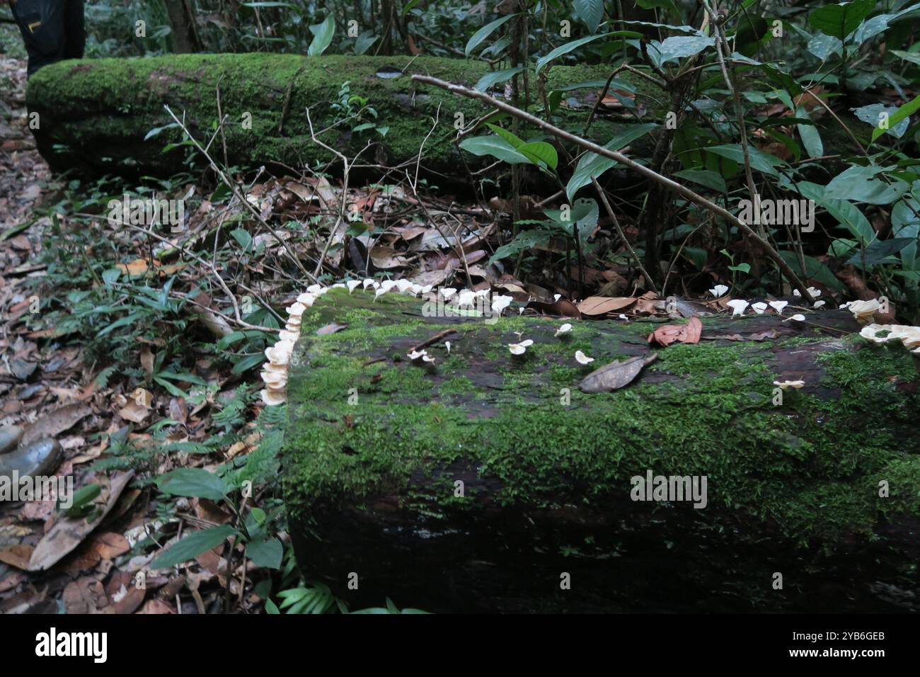 Piccoli funghi bianchi che crescono lungo il bordo di un albero marcio nella riserva naturale di Cuyabeno in Ecuador. Foto Stock