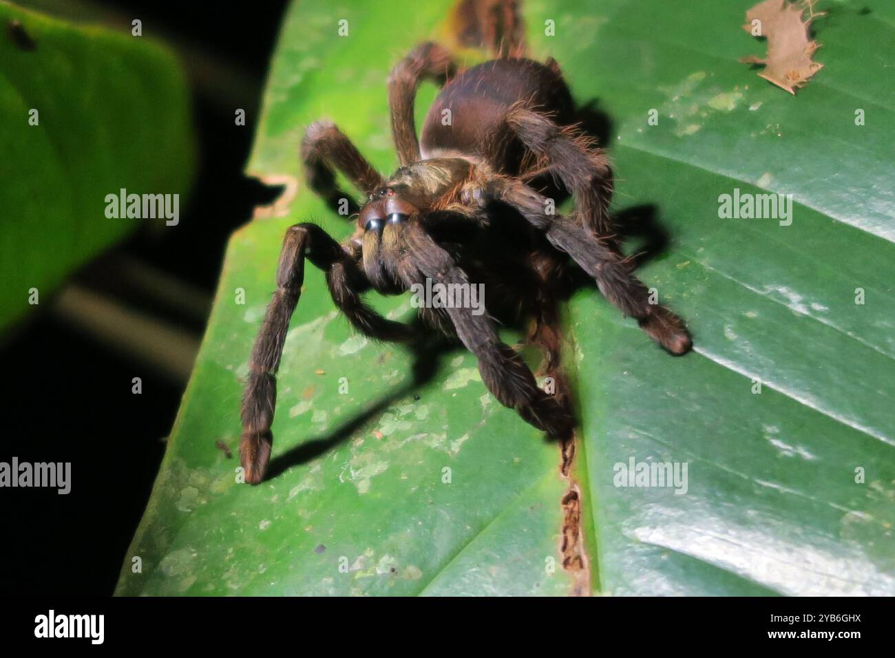 Grande Tarantola nera seduta su una foglia a caccia di insetti nella riserva naturale di Cuyabeno (Amazzonia, Ecuador) Foto Stock